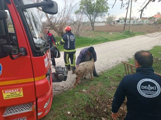 Kuyuya düsen koyun itfaiye ekipleri tarafından kurtarıldı
