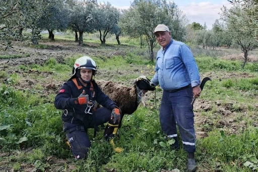 Kuyuya düşen koyunu itfaiye kurtardı
