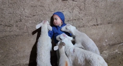 Kuzuların arasında kalan minik Yusuf’un tatlı halleri gülümsetti
