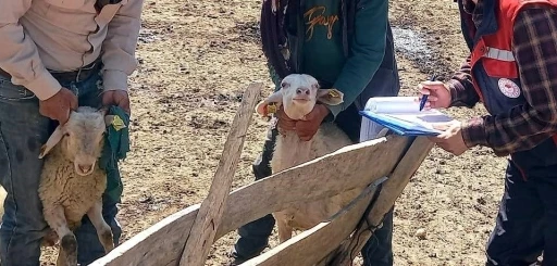 Kuzuların gelişim s&uuml;re&ccedil;leri kontrol edildi
