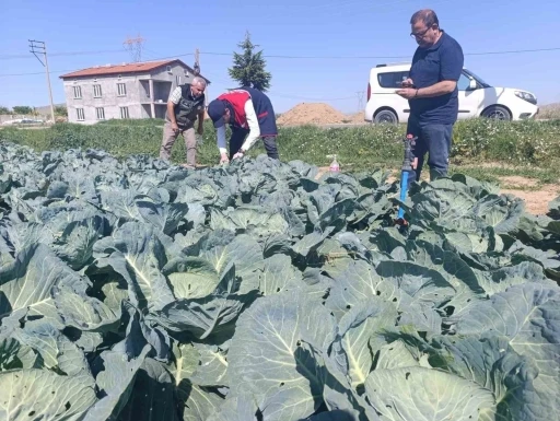 Lahana üreticilerine uyarıda bulunuldu
