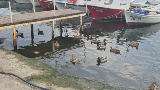 Limanın maskotu &ouml;rdekler
