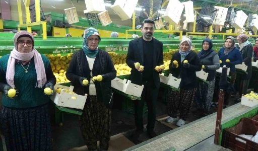 Limonda hasat sonu: Kadınların yoğun mesaisi s&uuml;r&uuml;yor
