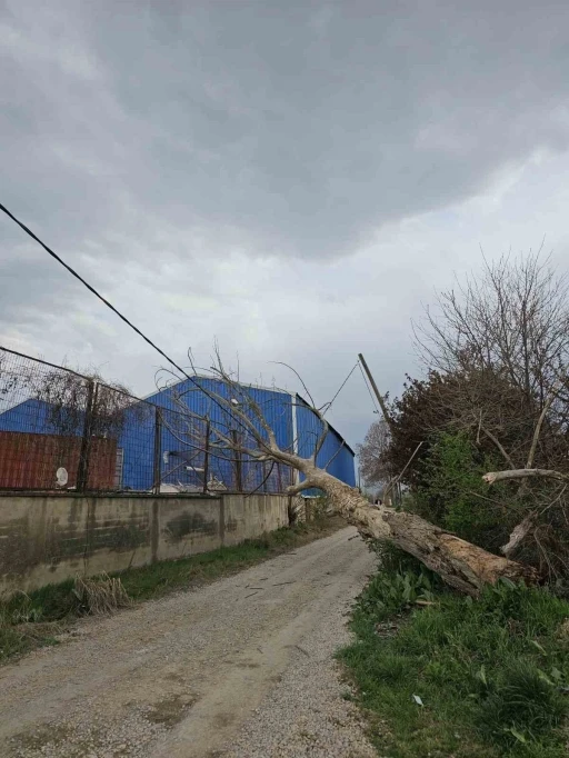 Lodos ağaçları devirdi
