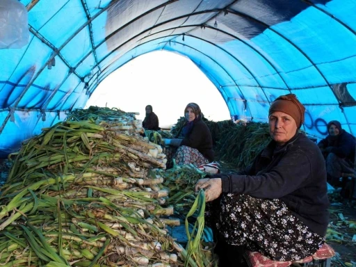L&uuml;leburgaz&rsquo;da pırasa hasadı
