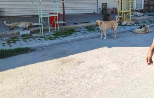Mahalleli sokak köperlerine isyan etti
