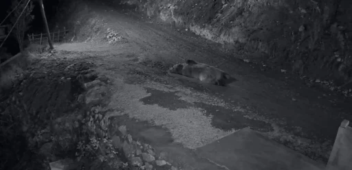 Mahalleliyi canından bezdiren ayının evinin önünde yattığını görünce kamyoneti ile peşine düştü
