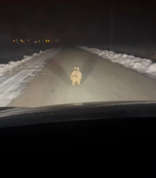 Mahalleye inen kurt, ara&ccedil; &ouml;n&uuml;nde kilometrelerce ilerledi
