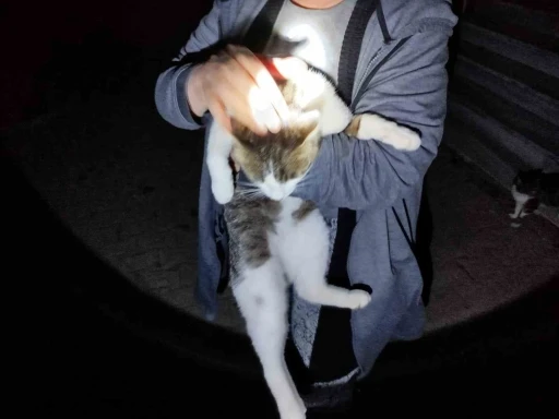 Mahsur kalan kediyi itfaiye kurtardı
