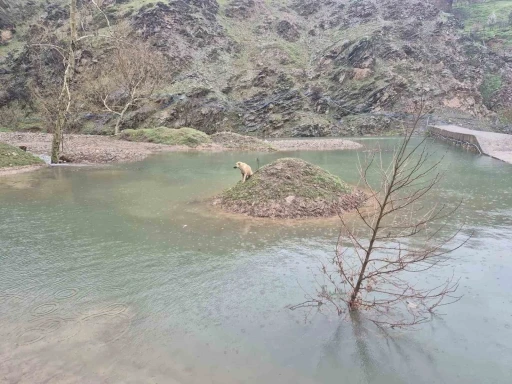 Mahsur kalan k&ouml;peği itfaiye ekipleri kurtardı
