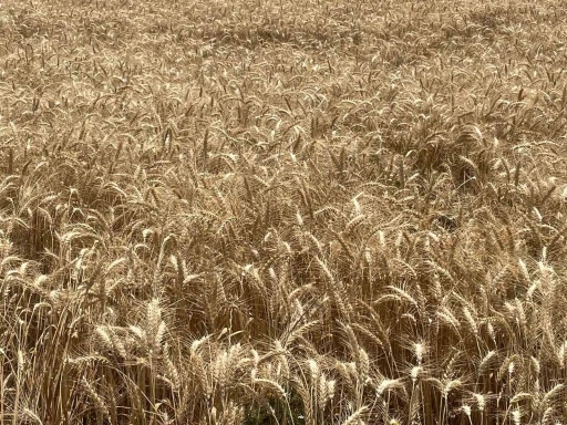 Makarnalık buğdayın tonu 2 bin 760 lira arttı
