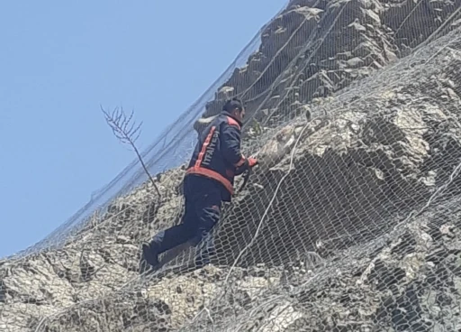 Malatya’da ağa takılan 2 yaban keçisi kurtarıldı
