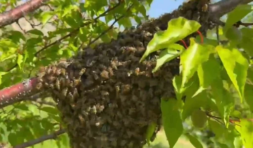 Malatya&rsquo;da arıların oğul verme hareketliliği dikkat &ccedil;ekti
