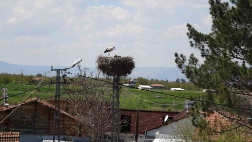 Malatya&rsquo;da baharın m&uuml;jdecisi leylekler yuvalarına d&ouml;n&uuml;yor
