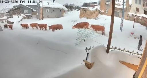 Malatya&rsquo;da b&uuml;y&uuml;kbaş hayvanların karla m&uuml;cadelesi g&ouml;r&uuml;nt&uuml;lendi
