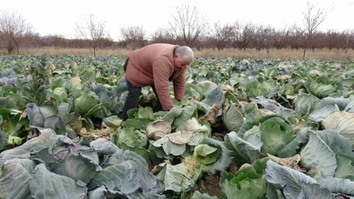 Malatya&rsquo;da &ccedil;ift&ccedil;iler alternatif &uuml;r&uuml;nlerle zararlarını telefi ediyor
