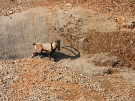 Malatya’da dağ keçileri görüntülendi
