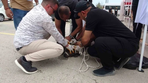 Malatya’da etkinlikte pitbull dehşeti: Bir kadın yaralandı
