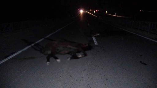 Malatya&rsquo;da feci olay: Milyonluk taylar karayolunda telef oldu
