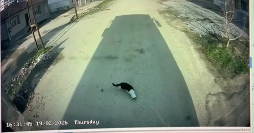 Malatya&rsquo;da kafası konserve kutusuna sıkışan kediyi otob&uuml;s şof&ouml;r&uuml; kurtardı
