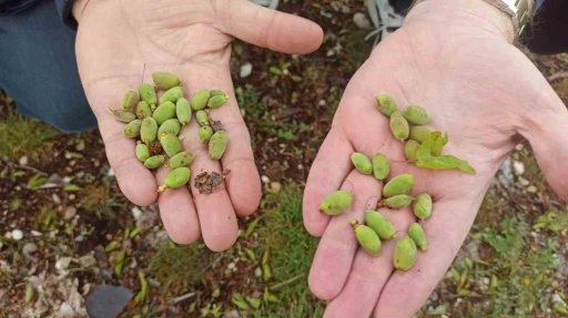 Malatya’da kayısı üreticilerine doludan korunma yöntemleri uyarısı
