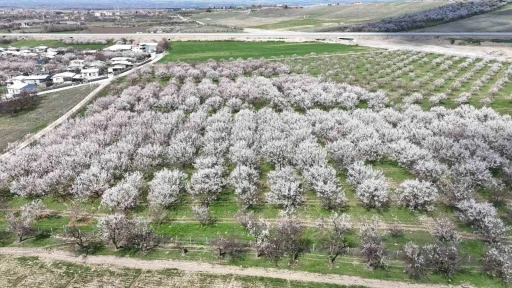 Malatya&rsquo;da kayısıda iklim endişesi devam ediyor
