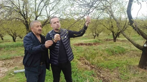 Malatya’da kayısıyı dolu vurdu
