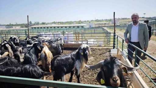 Malatya’da Kurban Pazarı hareketlendi ancak satışlar durgun
