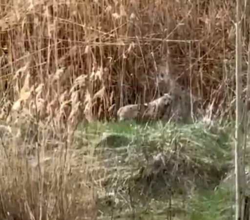 Malatya&rsquo;da kurtlar yerleşim yerine indi
