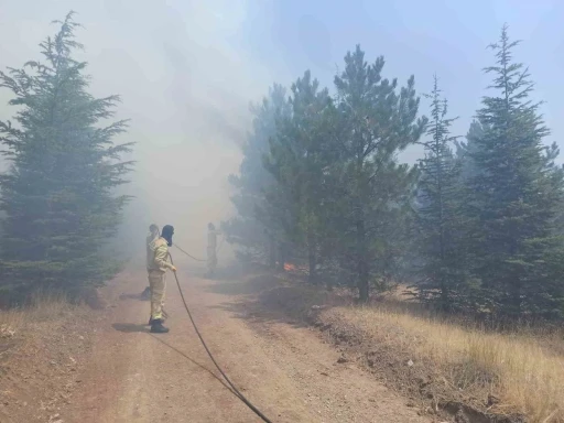 Malatya’da ormanlık alanda yangın
