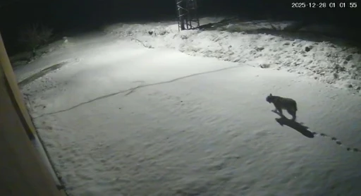 Malatya&rsquo;da &lsquo;vaşak g&ouml;r&uuml;nt&uuml;lendi
