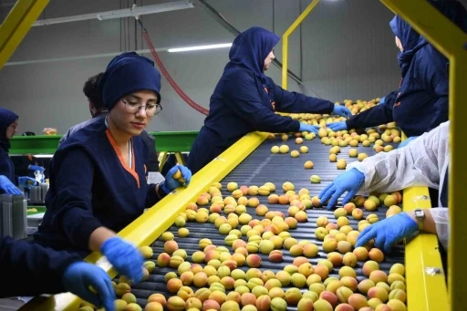 Malatya&rsquo;da yaş kayısı ihracatı başladı

