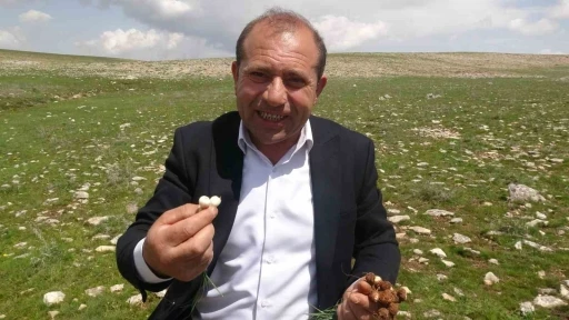 Malatya&rsquo;da y&uuml;ksek rakımlı b&ouml;lgelerde &ccedil;iğdem mesaisi
