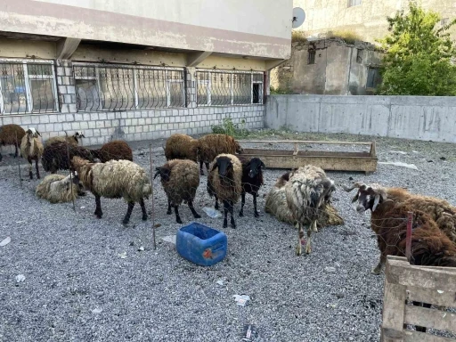 Malazgirt’te küçükbaş kurbanlıklar satışa çıkarıldı
