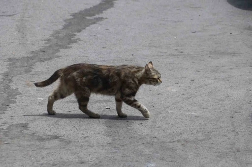 Mamaya alıştırılan kediler tembelleşti, şehirlerdeki fare ve yılan sayısı arttı
