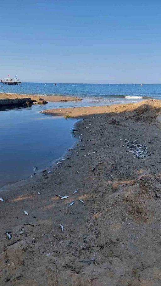 Manavgat’ta balık ölümleri alarm verdi, kimyasal kirlilik inceleniyor
