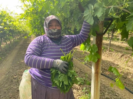 Manisa’da bağ yaprağı hediyelik oldu
