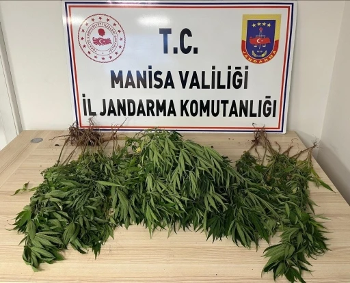 Manisa’da bahçesine kenevir eken kişi tutuklandı
