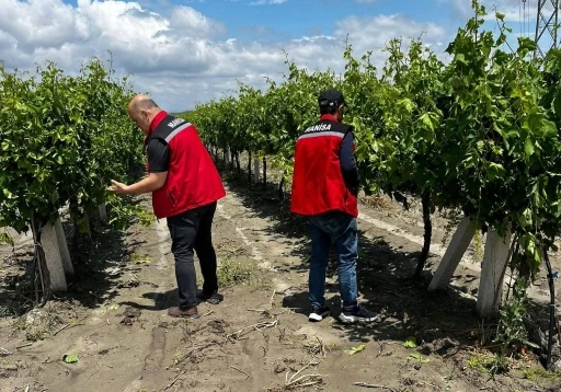 Manisa&rsquo;da dolu ve selde &uuml;z&uuml;m bağları zarar g&ouml;rd&uuml;
