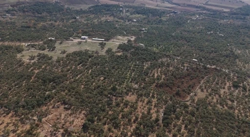 Mardin B&uuml;y&uuml;kşehir Belediyesinden Derik zeytini i&ccedil;in dal kanserine karşı m&uuml;cadele
