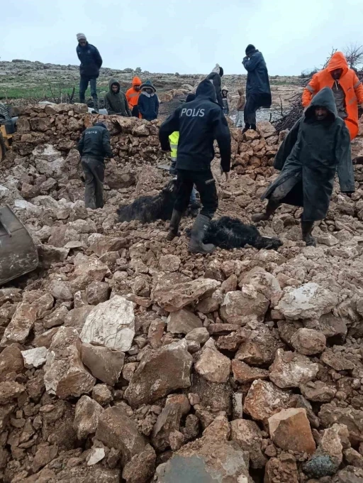 Mardin&rsquo;de ahırın &ccedil;&ouml;kmesi sonucu 30 k&uuml;&ccedil;&uuml;kbaş telef oldu
