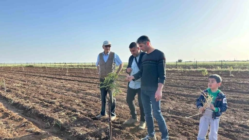 Mardin’de fıstık yetiştiriciliğine rağbet artıyor
