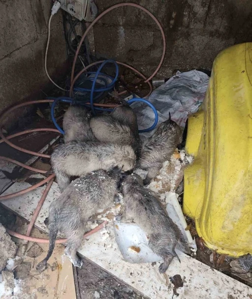 Mardin&rsquo;de insanlık &ouml;lmemiş dedirten hareket: Donmak &uuml;zere olan yavruların imdadına yetişti
