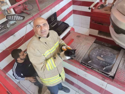 Mardin’de otomobilin motor bölümüne sıkışan yavru kedi kurtarıldı
