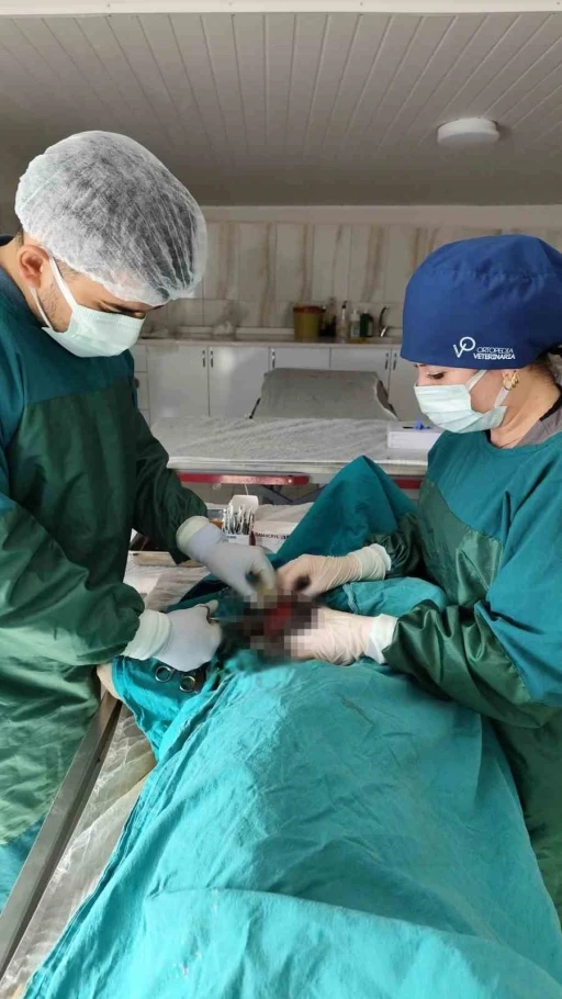 Mardin Hayvan Bakımevinde k&ouml;pekteki 1 kiloluk t&uuml;m&ouml;r operasyonla alındı
