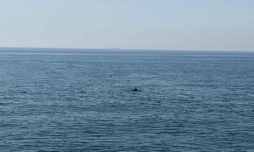 Marmara’da yunus balıklarından görsel şölen
