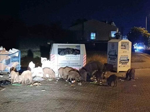 Marmaris Domuz İstilası Altında
