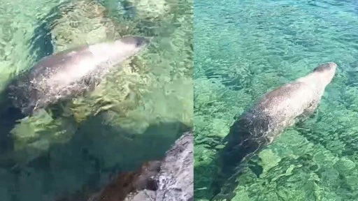 Marmaris Çiftlik Koyu’nun sevimli misafiri Fok Balığı