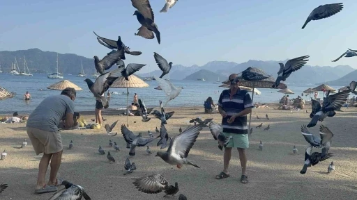 Marmaris Halk Plajı’nın kanatlı müdavimleri