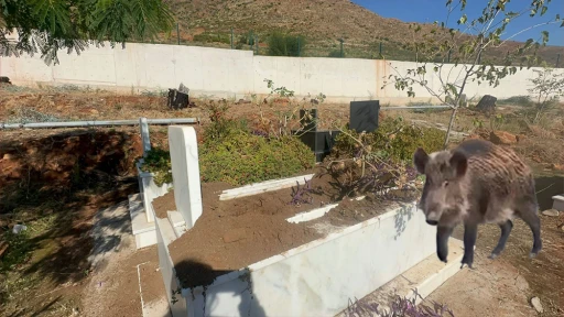 Marmaris’in yaban domuzları mezarlarımıza da zarar veriyor